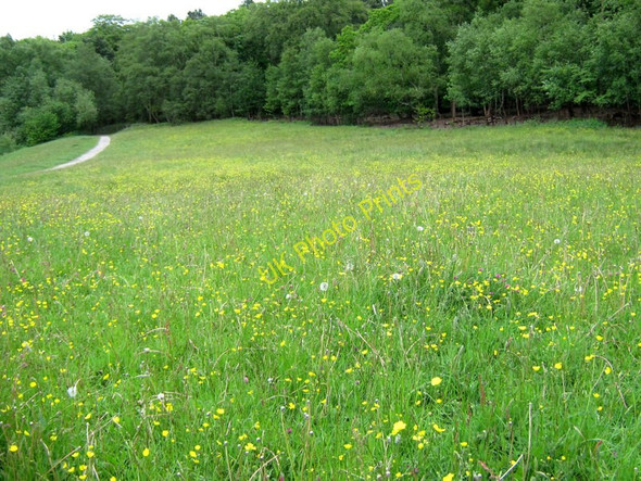 Photo 6"x4" Looking over the meadow Biddulph c2011
