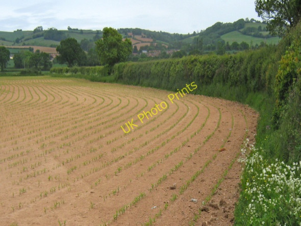 Photo 6"x4" Newly planted field, Nailsbourne Nailsbourne c2011