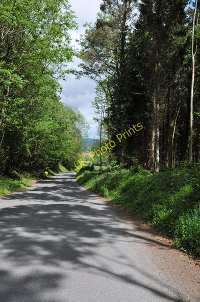 Photo 6"x4" Road through Bourne Wood Dingestow c2011