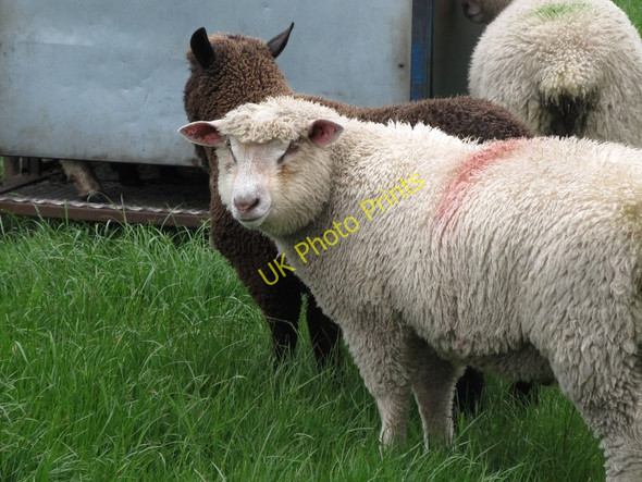 Photo 6"x4" Merino sheep in the townland of Brackenragh West Ballymartin c2011