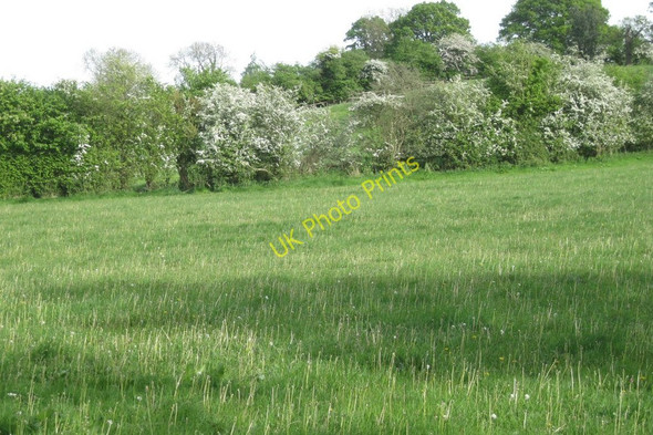 Photo 6"x4" Dandelion stalks in pasture Holywell\/SP1966 c2011