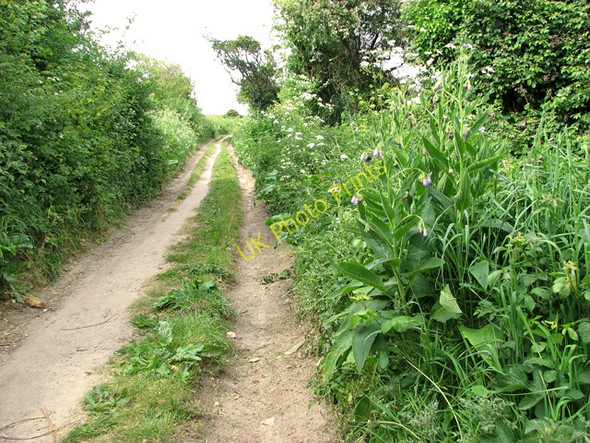 Photo 6"x4" Russian comfrey beside the path to the Quag, Kelling Kelling c2011