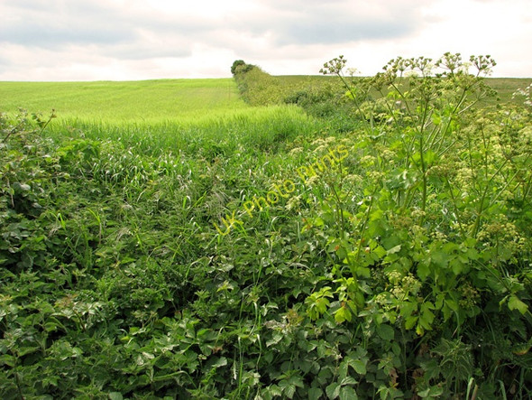 Photo 6"x4" Field boundary above Kelling water meadow Kelling c2011