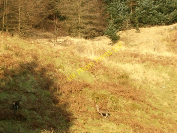 Photo 6"x4" Red deer in Inverliever Forest Creag Luaragain Mh\u00f2r c2006