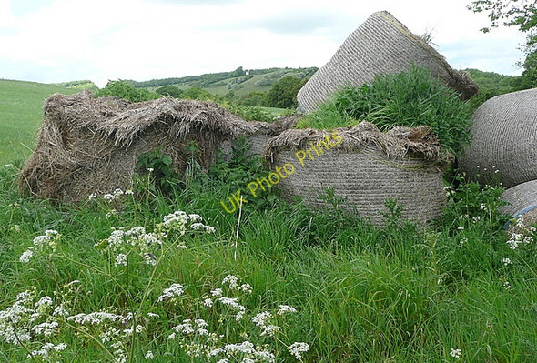 Photo 6"x4" Last year's silage Skirmett c2011