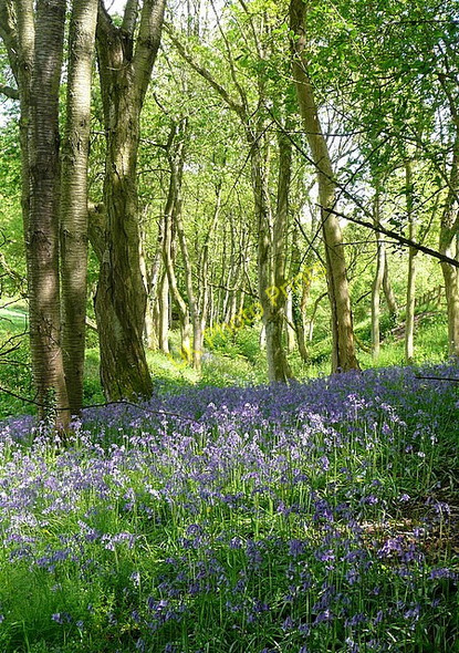 Photo 6"x4" Bluebells at Muswell Farm Bolter End c2011