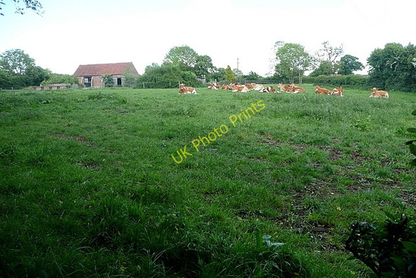 Photo 6"x4" Cattle at Lacey's Farm Bolter End c2011