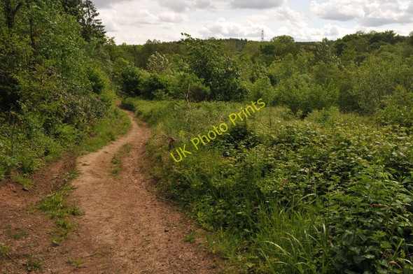Photo 6"x4" Footpath through Coed Craig-Ruperra Draethen c2011