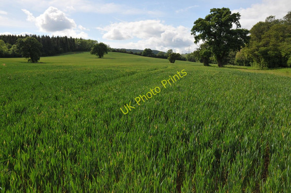 Photo 6"x4" Wheat field in the Rhymney valley Began c2011