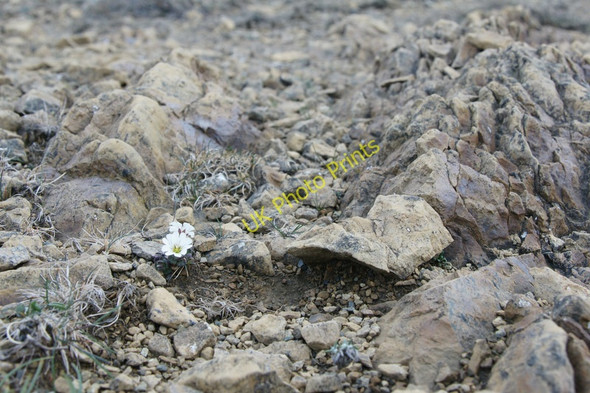 Photo 6"x4" Shetland Mouse-ear (Cerastium nigrescens), Keen of Hamar NNR Baltasound c2011