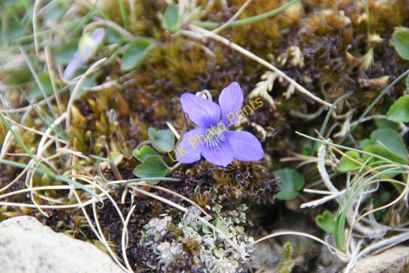 Photo 6"x4" Heath Dog Violet (Viola canina), Keen of Hamar NNR Baltasound c2011