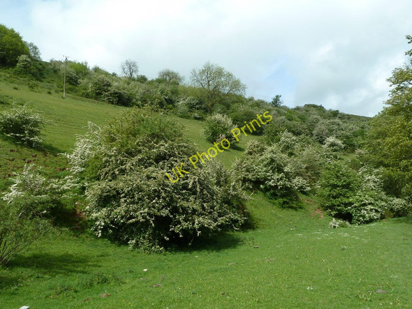 Photo 6"x4" Bank of blossoming hawthorn bushes Butterton\/SK0756 c2011