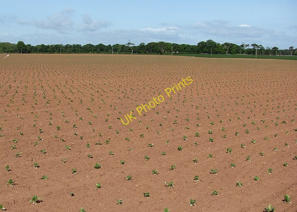 Photo 6"x4" Newly emerging crops, Beltonford West Barns c2011