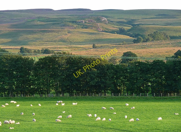 Photo 6"x4" Farmland near Lanehead (3) Greystead c2010