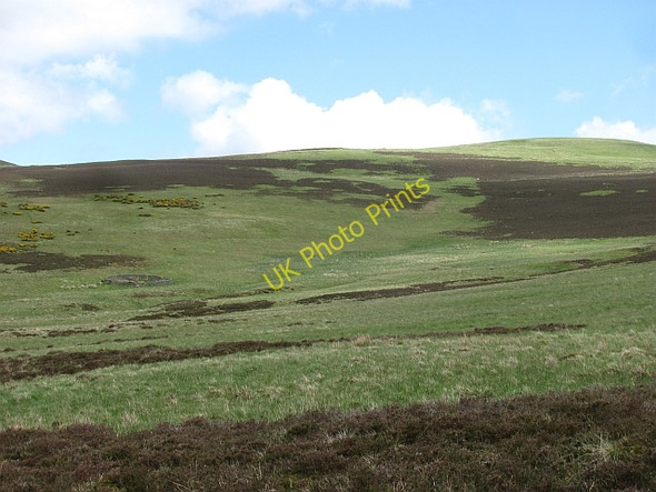 Photo 6"x4" Heathpool Common Redscarhead c2011