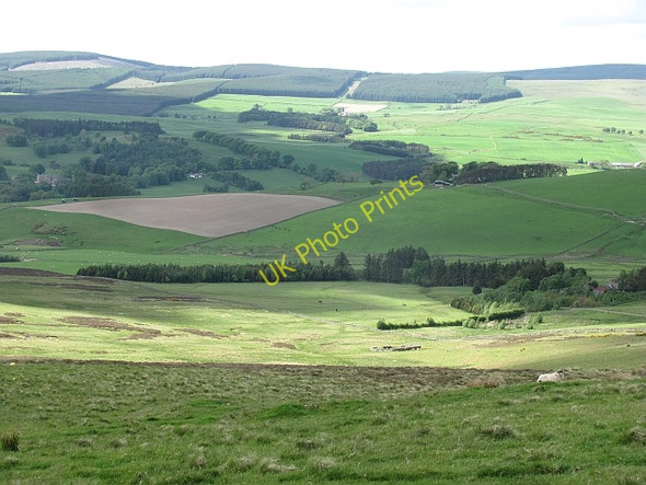 Photo 6"x4" Heathpool Common Redscarhead c2011