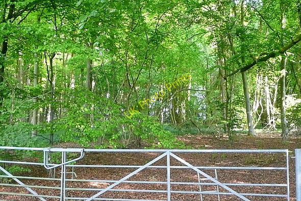 Photo 6"x4" Bellevue Plantation Popham\/SU5543 c2011