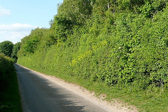 Photo 6"x4" Lane at Bellevue Plantation Popham\/SU5543 c2011