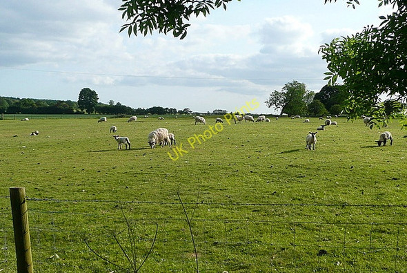 Photo 6"x4" Sheep at Lichfield Grange Steventon\/SU5447 c2011