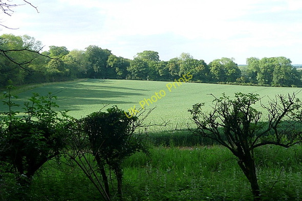 Photo 6"x4" Towards Lichfield Copse Steventon\/SU5447 c2011