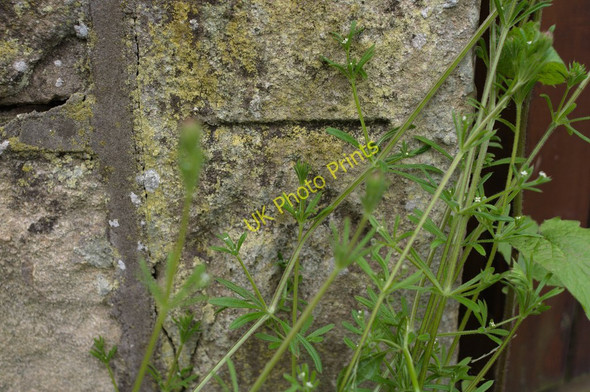 Photo 6"x4" Cut Bench Mark, Harrogate Road Harewood\/SE3245 c2011