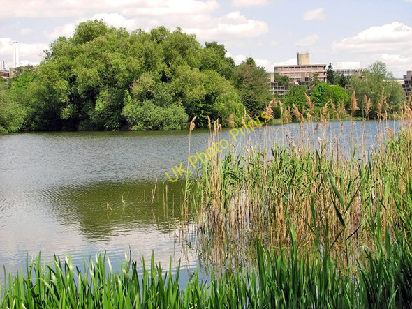 Photo 6"x4" View across University Broad, University of East Anglia Colney c2011