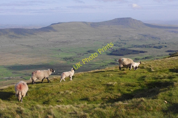Photo 6"x4" Sheep near Whernside summit Chapel-le-Dale c2011