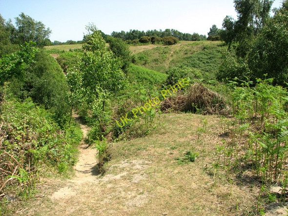 Photo 6"x4" Heathland at Herringfleet Hills St Olaves c2011