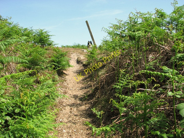 Photo 6"x4" Footpath marker by a junction of paths in Herringfleet Hills St Olaves c2011