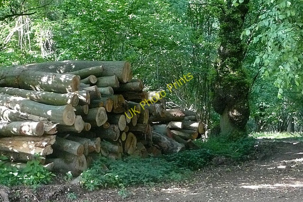 Photo 6"x4" Logging in Lichfield Copse Steventon\/SU5447 c2011