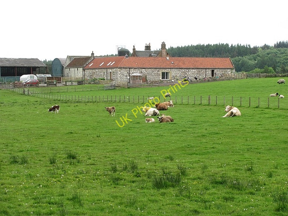 Photo 6"x4" Cattle, Cauldbarns Craigend\/NS7887 c2011