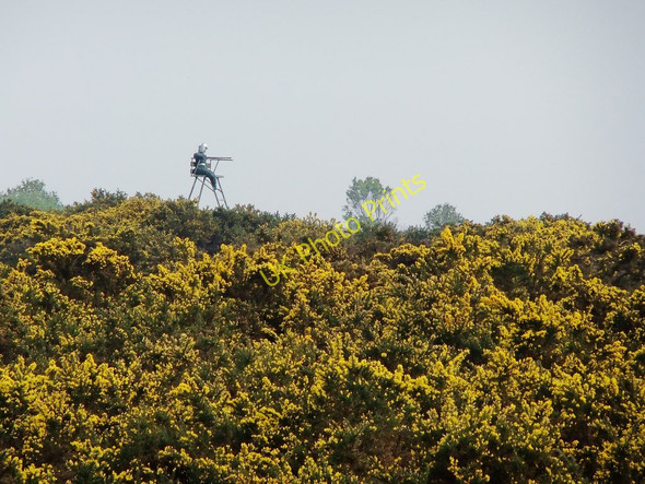 Photo 6"x4" Stoborough Heath, and lone gunman Wareham c2011