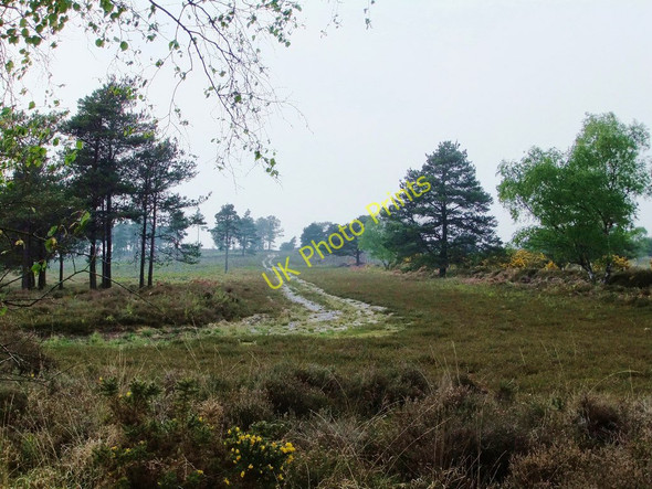 Photo 6"x4" Heathland on the Arne peninsula Arne c2011