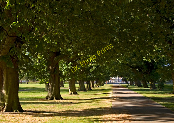 Photo 6"x4" West Park horse chestnuts, Hull Kingston upon Hull c2011