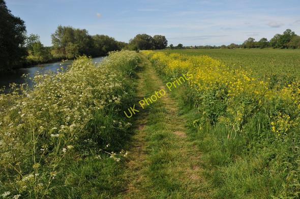 Photo 6"x4" Thames Path west of Kelmscot Buscot c2011