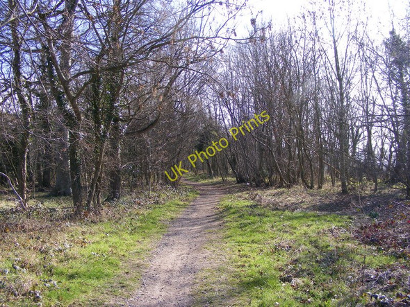 Photo 6"x4" Woodland Path Uffington\/SJ5213 c2011