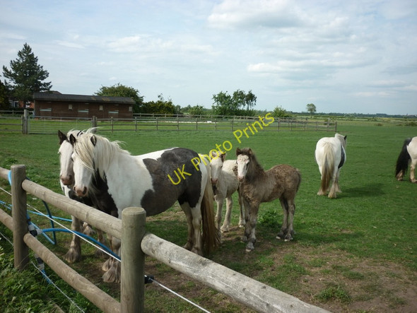 Photo 6"x4" Horses at Haxey Carr Haxey Carr c2011