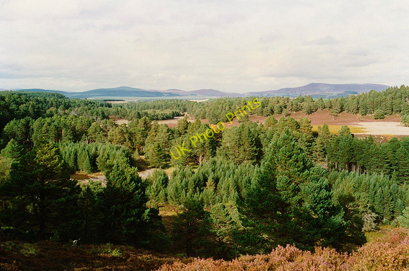 Photo 6"x4" Abernethy Forest Clachaig\/NJ0218 c1992