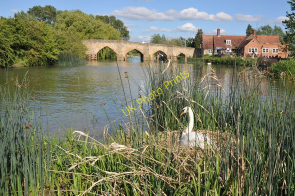Photo 6"x4" Swan nesting at Newbridge Newbridge\/SP4001 c2011