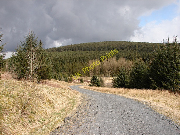 Photo 6"x4" Forestry Road at Nant Rhys Pont Rhydgaled c2008