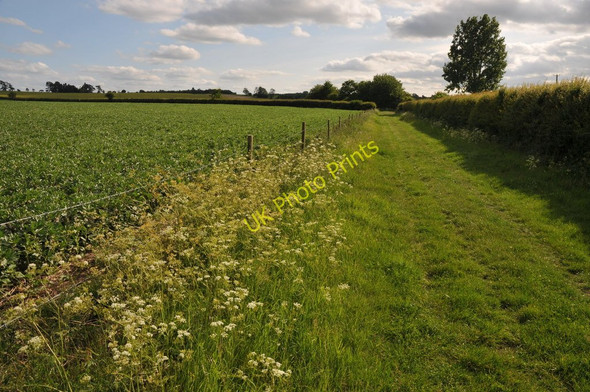 Photo 6"x4" Bridleway to Longworth Longworth\/SU3999 c2011