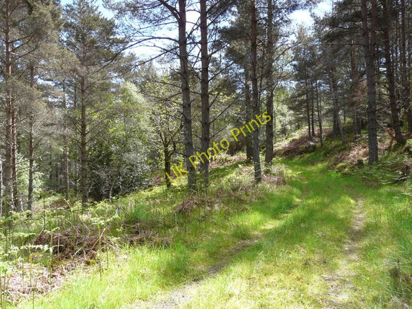 Photo 6"x4" Woodland track near Migdale Spinningdale c2011