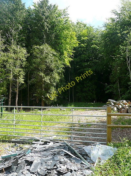 Photo 6"x4" Into Cheriton Wood Bramdean c2011