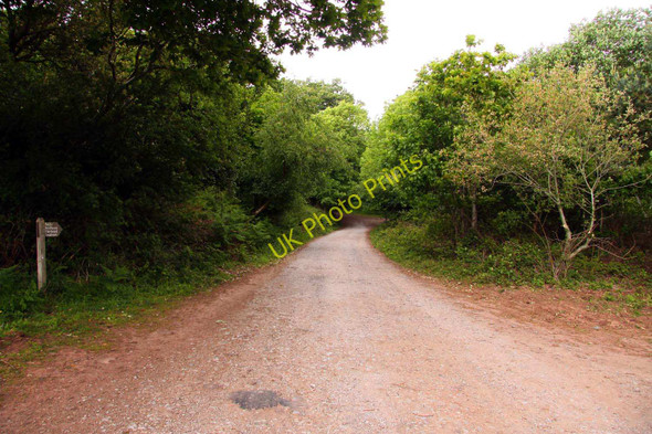 Photo 6"x4" Bridleway in Moor Wood Minehead c2011