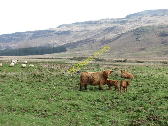 Photo 6"x4" Highland cattle in Glen Forsa Beinn nan Lus\/NM5940 c2011