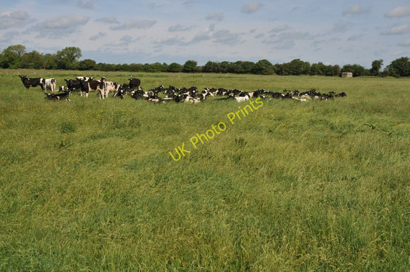Photo 6"x4" Cattle in a meadow near Kelmscott Eaton Hastings c2011