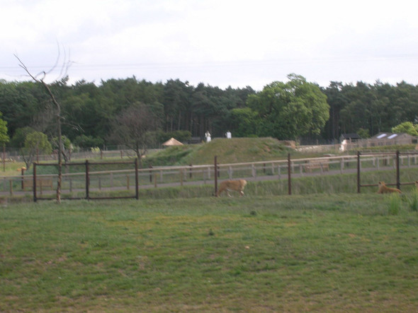 Photo 6"x4" Yorkshire Wildlife Park Branton\/SE6401 c2011