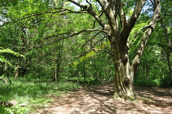 Photo 6"x4" Ecclesall Wood Abbeydale\/SK3282 c2011