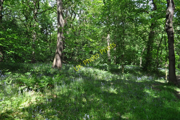 Photo 6"x4" Ecclesall Wood Abbeydale\/SK3282 c2011 P1