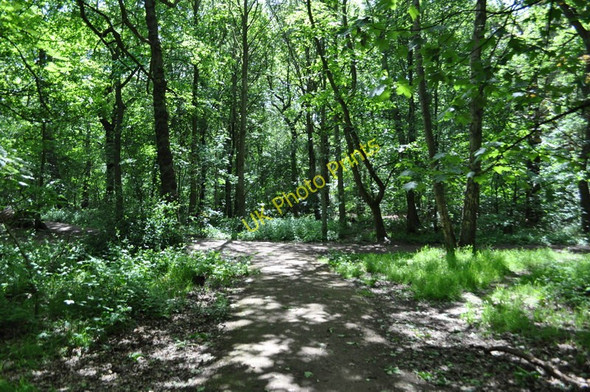 Photo 6"x4" Ecclesall Wood Abbeydale\/SK3282 c2011 P2